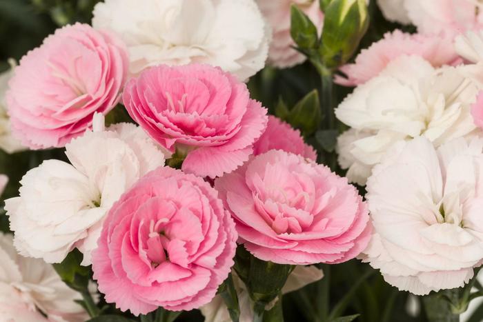 Border Carnation - Dianthus Constant Cadence&reg; 'Peach Milk' 