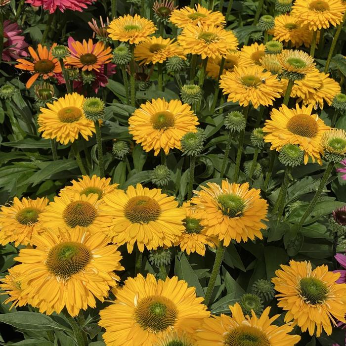 Coneflower - Echinacea 'SunSeekers Golden Sun' 