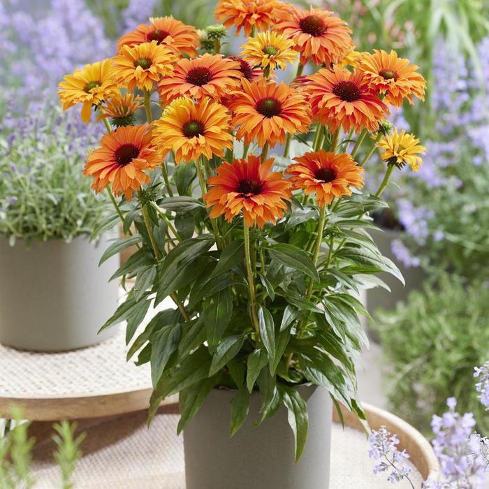 Coneflower - Echinacea 'SunSeekers Mineola' Coneflower - Echinacea 'SunSeekers Mineola'