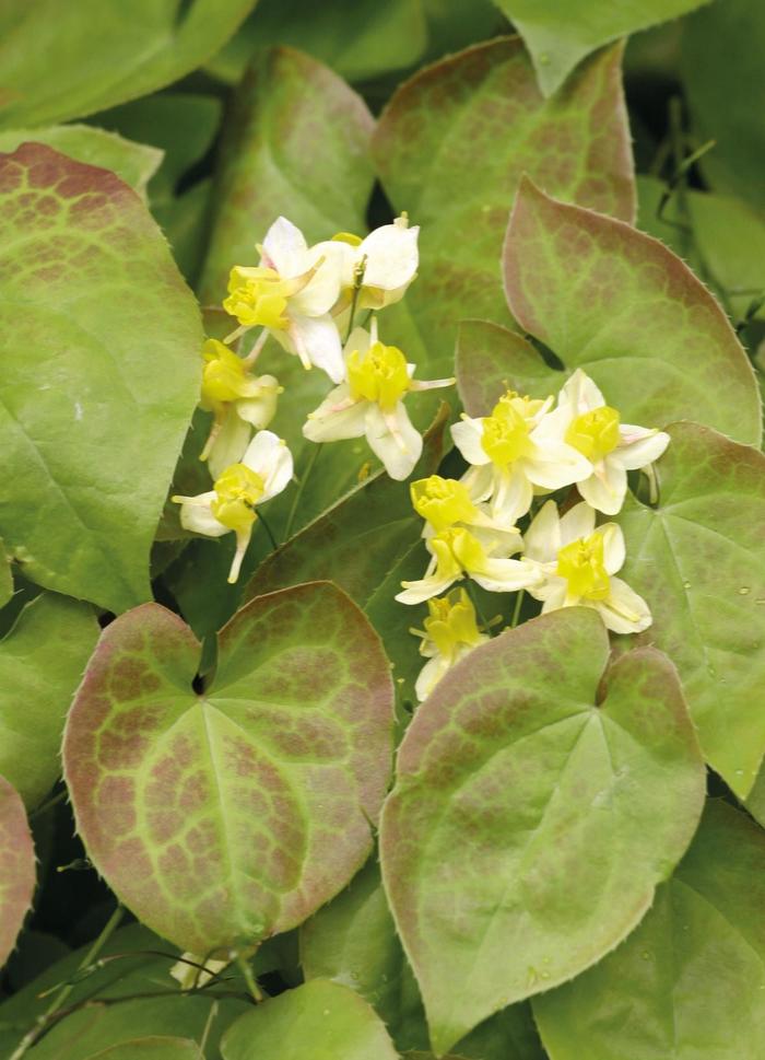 Barrenwort - Epimedium x 'Sulphureum' Barrenwort - Epimedium x 'Sulphureum'