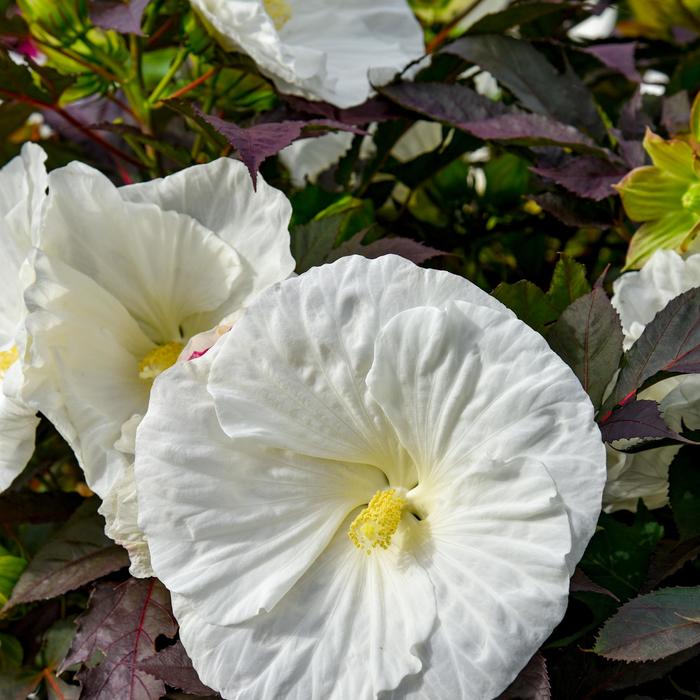 Summerific® 'Cookies and Cream' - Hibiscus (Rose Mallow) Summerific® 'Cookies and Cream' - Hibiscus (Rose Mallow)