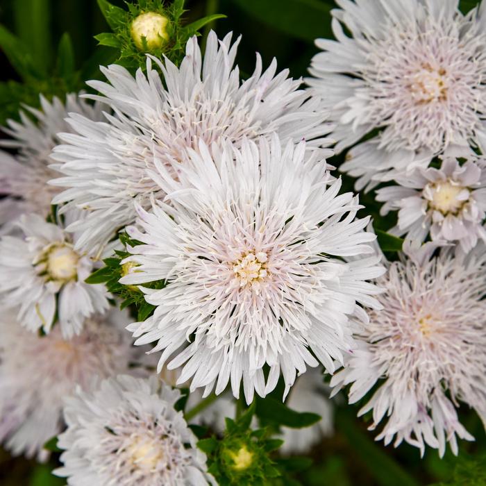 Totally Stoked™ 'Whitecaps' Stoke's Aster - Stokesia laevis