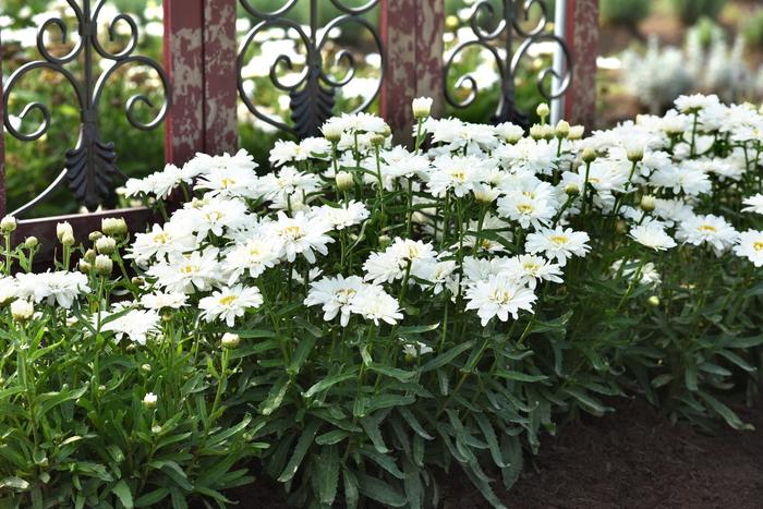 Shasta Daisy - Leucanthemum x superbum Make My Daisy™ 'Crazy' Shasta Daisy - Leucanthemum x superbum Make My Daisy™ 'Crazy'