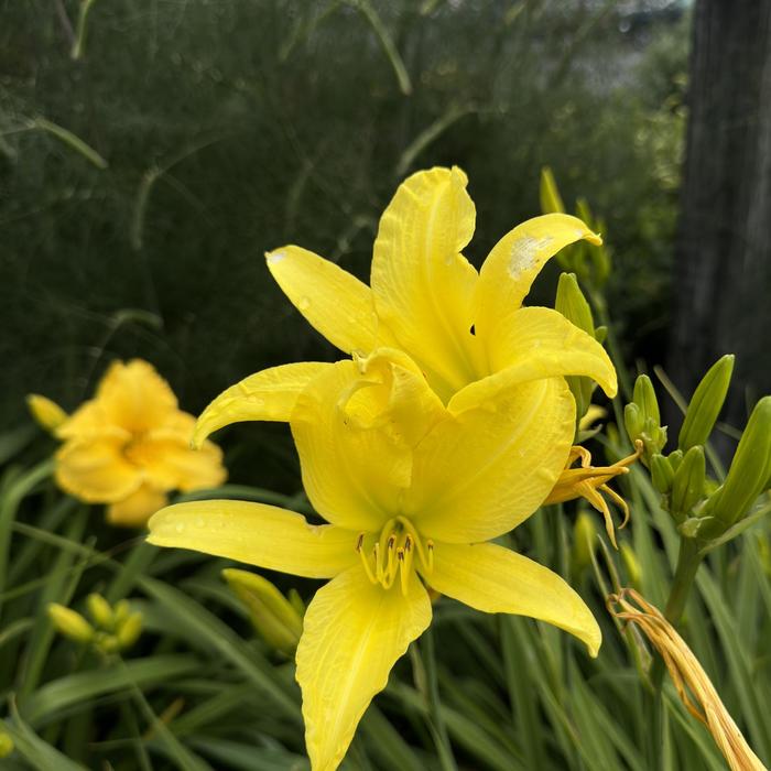 Daylily - Hemerocallis 'Hyperion' Daylily - Hemerocallis 'Hyperion'