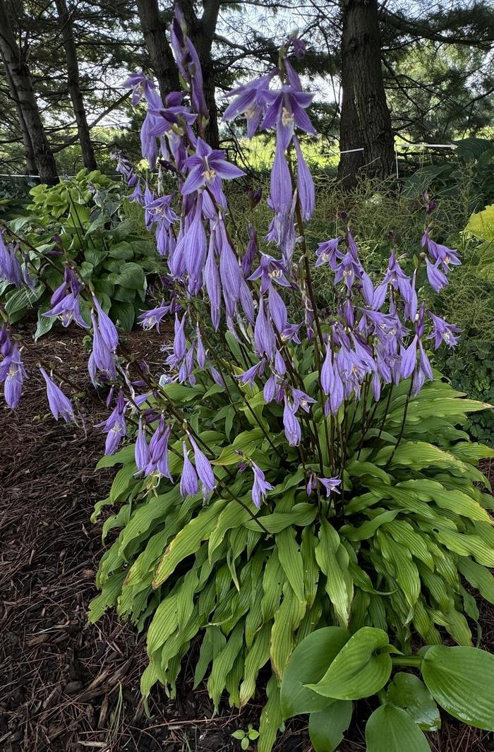 Plantain Lily - Hosta 'Party Streamers' Plantain Lily - Hosta 'Party Streamers'