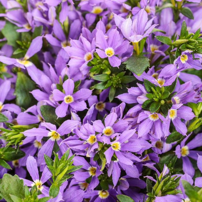 Stardiva™ Blue - Scaevola (Fan Flower) Stardiva™ Blue - Scaevola (Fan Flower)