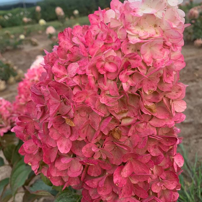 Magical™ 'Ruby Snow' - Hydrangea paniculata Magical™ 'Ruby Snow' - Hydrangea paniculata