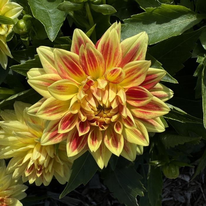 Hypnotica&reg; Candy Corn - Dahlia