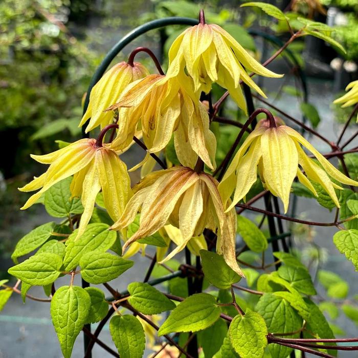 Funyella® - Clematis