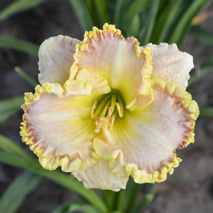 Daylily - Hemerocallis 'Singular Sensation' Daylily - Hemerocallis 'Singular Sensation'
