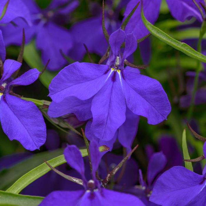 Heatopia™ Dark Blue - Lobelia erinus Heatopia™ Dark Blue - Lobelia erinus
