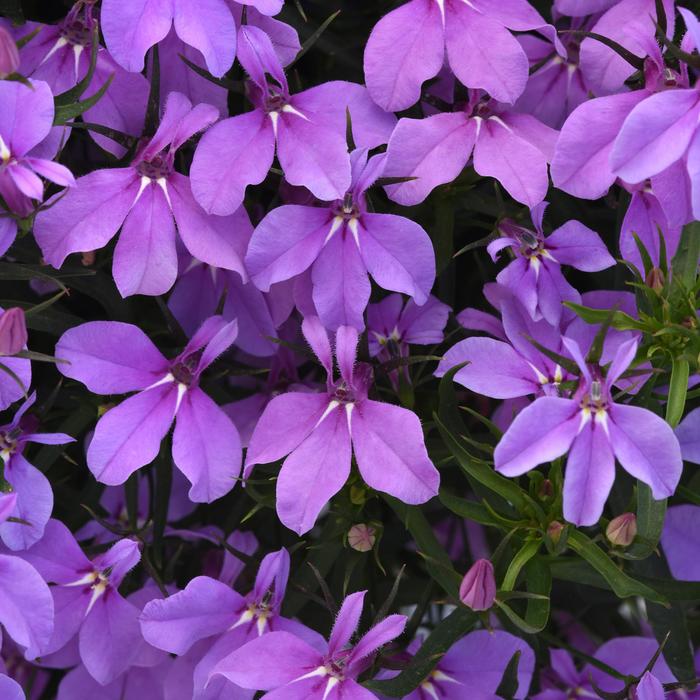 Heatopia™ Lavender - Lobelia erinus Heatopia™ Lavender - Lobelia erinus
