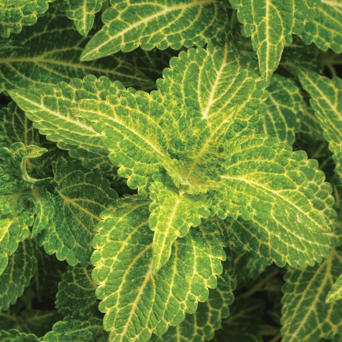 ChargedUp&trade; Electric Lime - Coleus