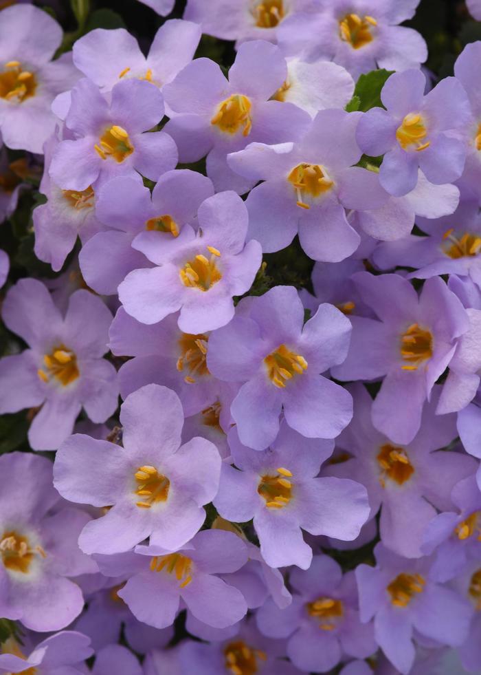 MegaCopa™ Lavender - Bacopa MegaCopa™ Lavender - Bacopa