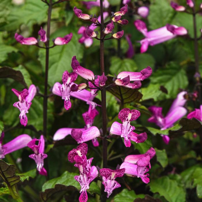 Mona Magenta - Plectranthus