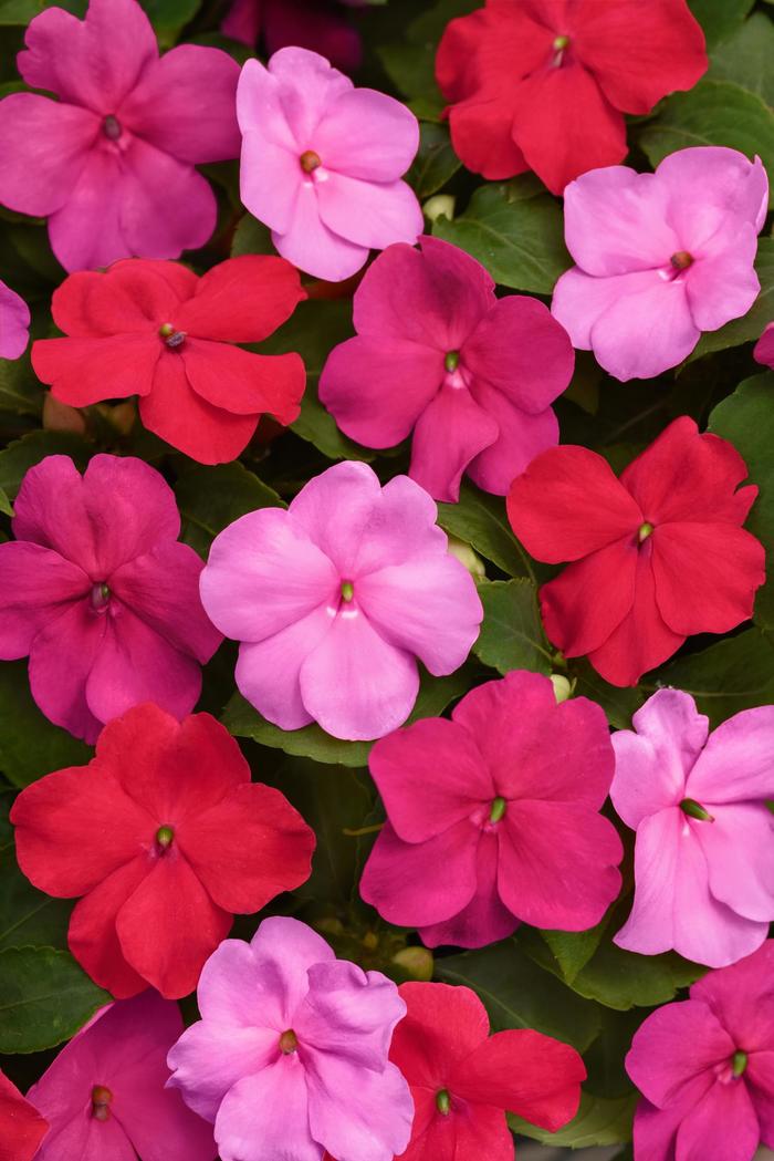 Beacon® 'Otway Mix' - Impatiens walleriana Beacon® 'Otway Mix' - Impatiens walleriana
