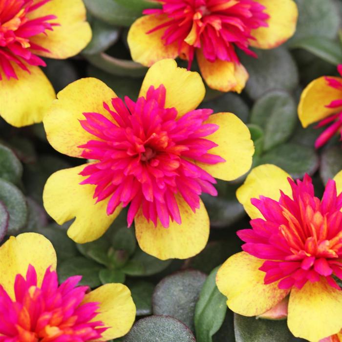 Colorblast™ Double Guava - Portulaca Colorblast™ Double Guava - Portulaca
