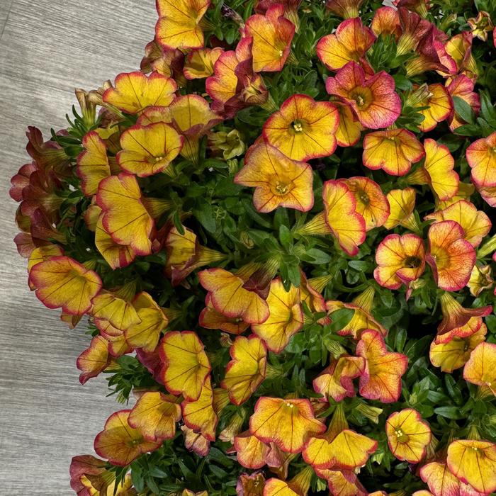 MiniFamous® 'Uno Ember Eclipse' - Calibrachoa (Trailing Petunia) MiniFamous® 'Uno Ember Eclipse' - Calibrachoa (Trailing Petunia)