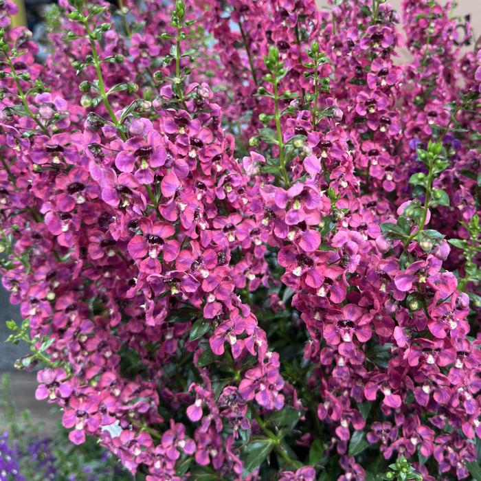 Guardian Angel&trade; Berry Sparkler - Angelonia