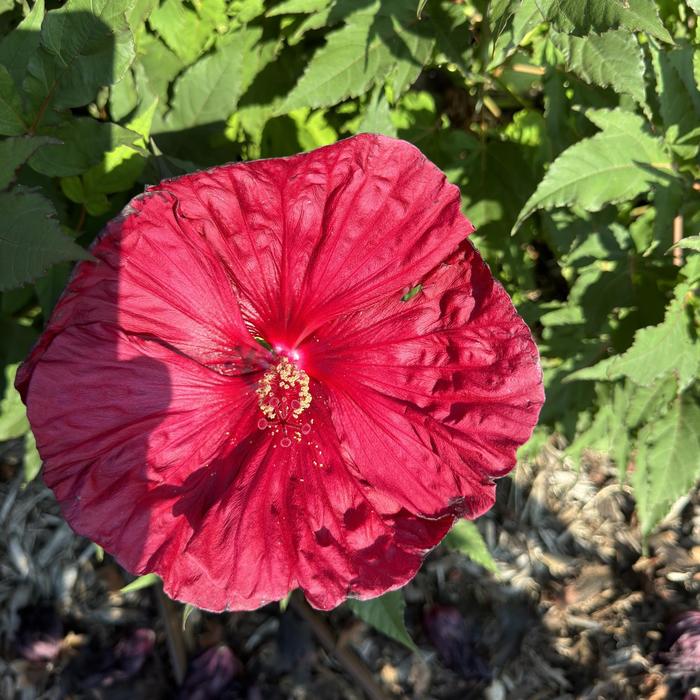 Rose Mallow - Hibiscus 'Blackberry Merlot' Rose Mallow - Hibiscus 'Blackberry Merlot'
