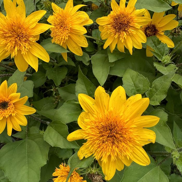 Sunfinity® 'Double Yellow' Dwarf Sunflower - Helianthus annuus Sunfinity® 'Double Yellow' Dwarf Sunflower - Helianthus annuus