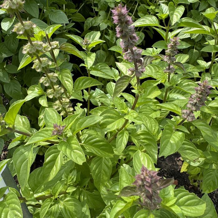 Basil - Ocimum basilicum 'Everleaf Lemon' Basil - Ocimum basilicum 'Everleaf Lemon'