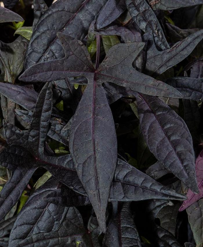 Sweet Georgia® Deep Purple - Ipomoea Sweet Georgia® Deep Purple - Ipomoea