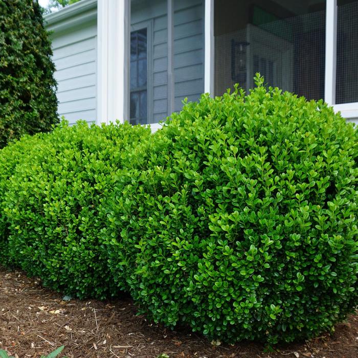 'NewGen Freedom®' Boxwood - Buxus 'NewGen Freedom®' Boxwood - Buxus