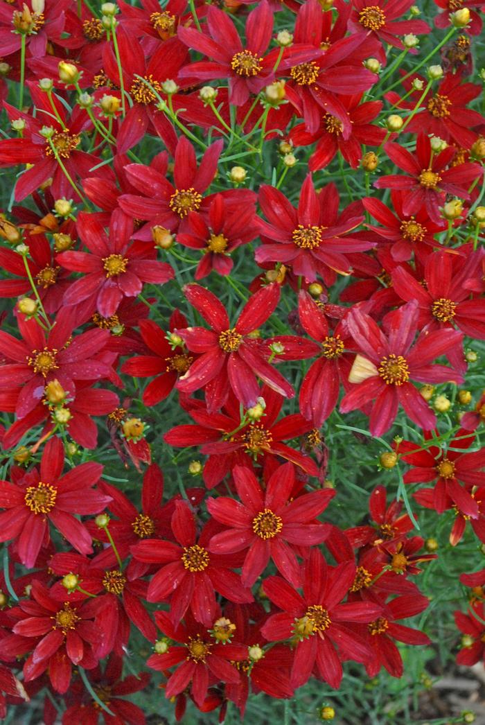Tickseed - Coreopsis Sizzle & Spice® 'Hot Paprika' Tickseed - Coreopsis Sizzle & Spice® 'Hot Paprika'