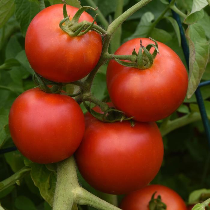 Tomato - Lycopersicon esculentum 'Early Girl' Tomato - Lycopersicon esculentum 'Early Girl'