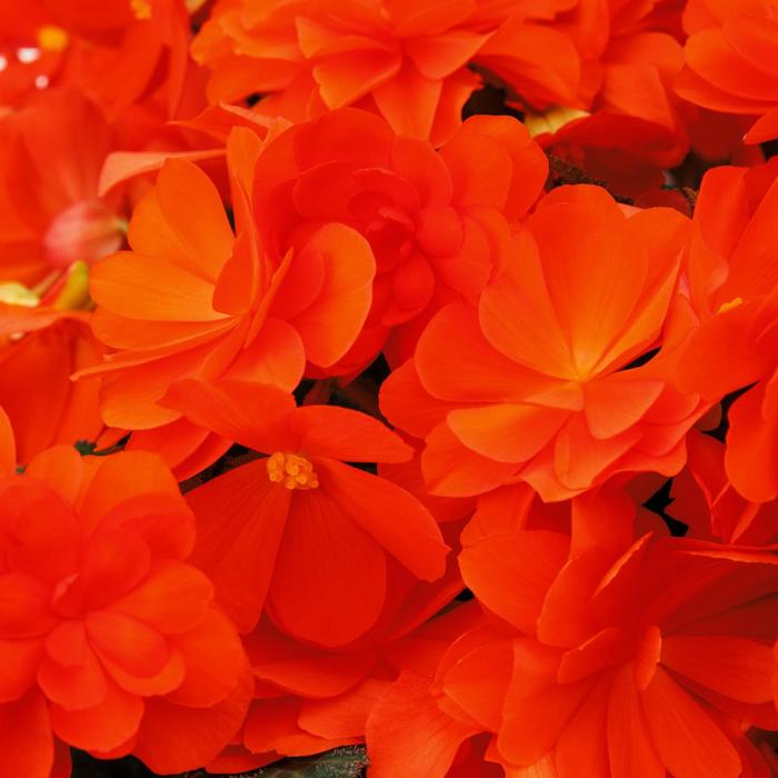 iCandy&trade; Coral Pink - Begonia