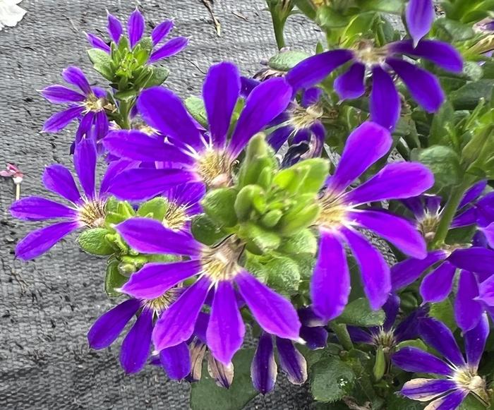 Surdiva&reg; Blue Violet Imp - Scaevola