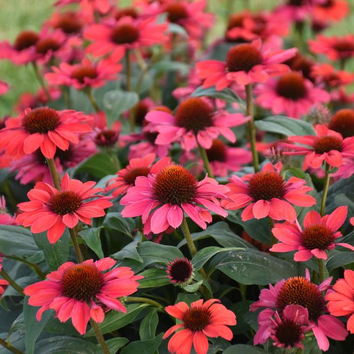 Color Coded® 'Knock 'em Red' - Echinacea (Coneflower)