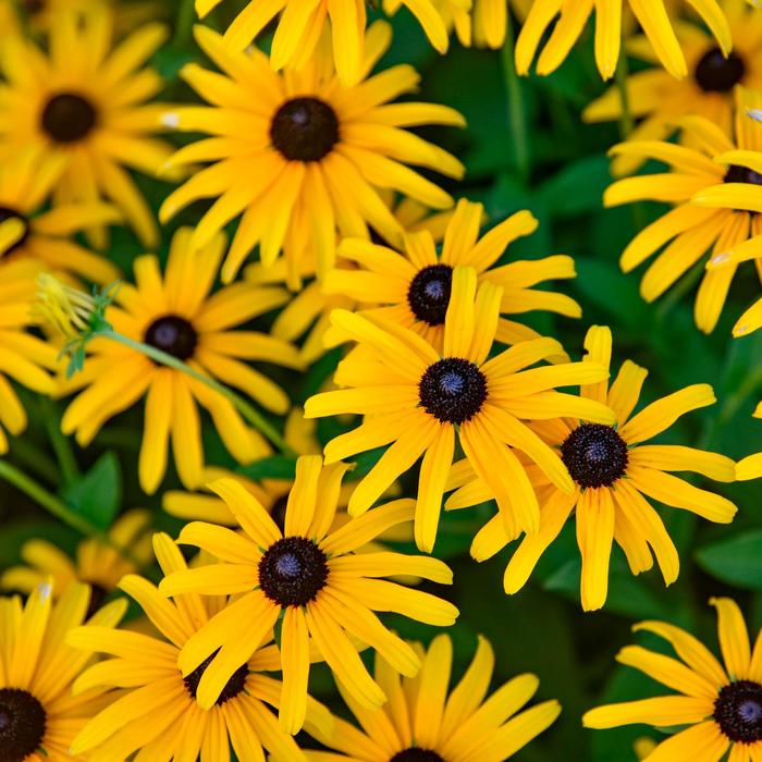 'Treasure Trove' Black-Eyed Susan - Rudbeckia