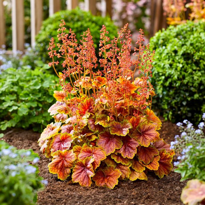 Coral Bells - Heuchera 'Eternal Flame' Coral Bells - Heuchera 'Eternal Flame'