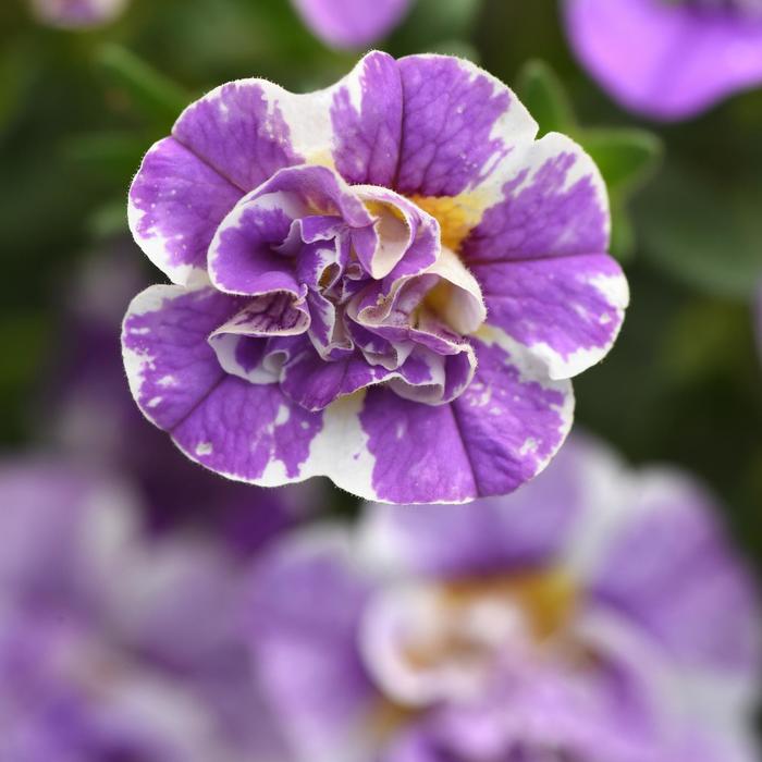 MiniFamous&reg; Uno Funtopia Blue - Calibrachoa
