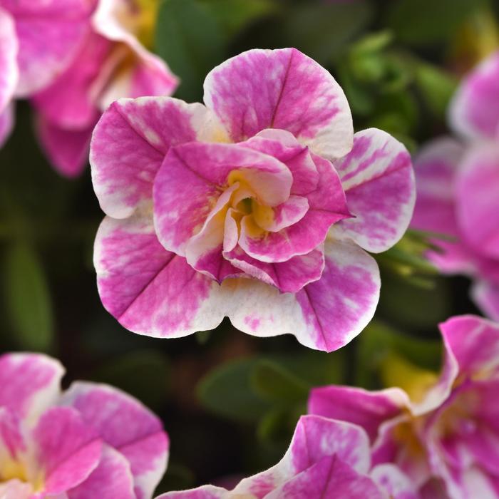 MiniFamous&reg; Uno Funtopia Pink - Calibrachoa