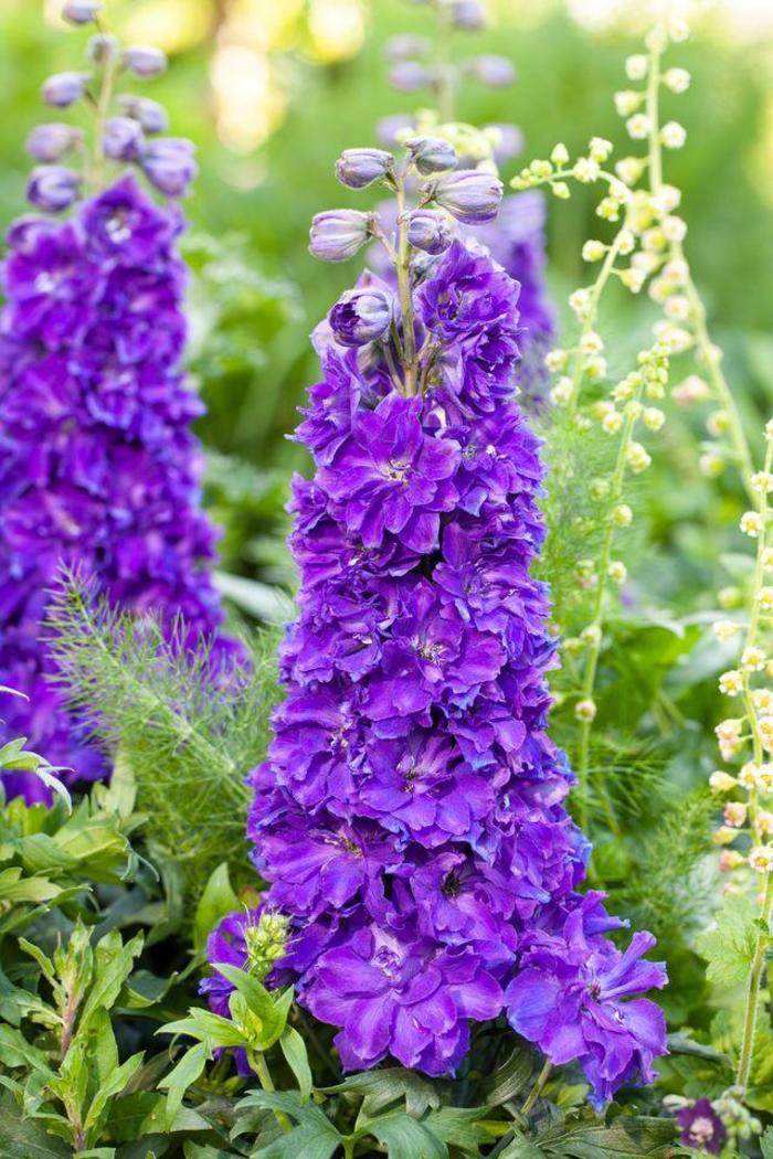 Delgenius™ 'Kingsley' - Delphinium x hybridus