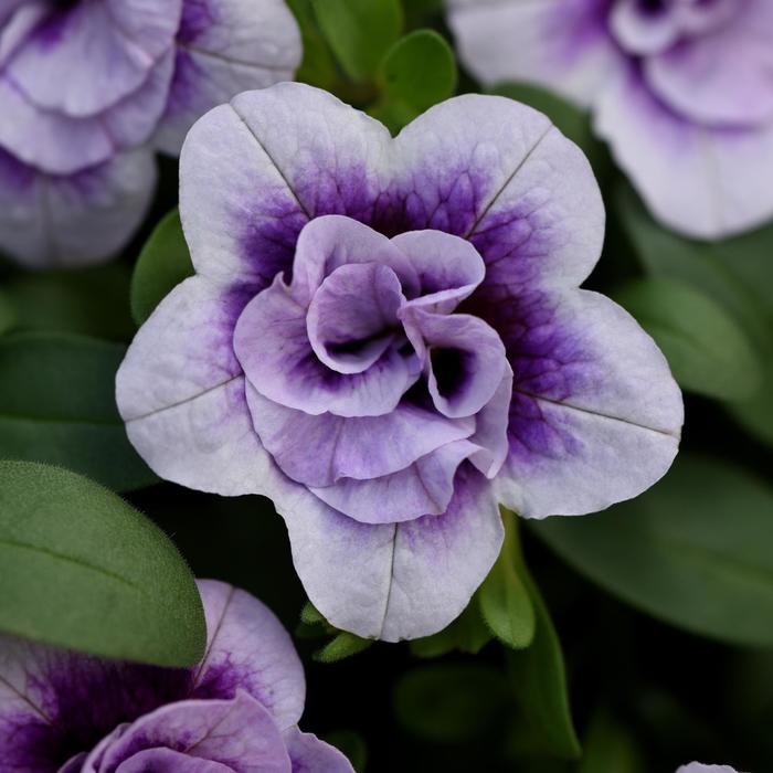 Minifamous&reg; Neo Double Plumtastic - Calibrachoa