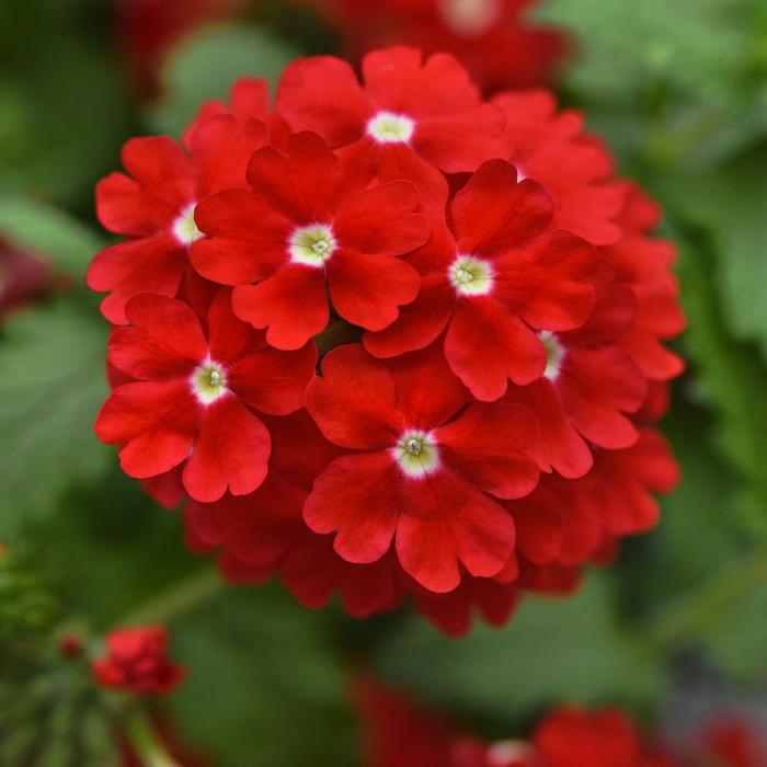 Lascar&trade; Red with White Eye - Verbena