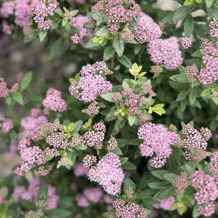 Poprocks® 'Petite' Spirea - Spiraea Poprocks® 'Petite' Spirea - Spiraea
