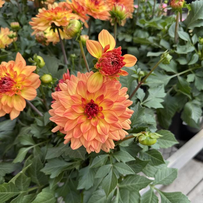 Venti&trade; Tequila Sunrise - Dahlia 