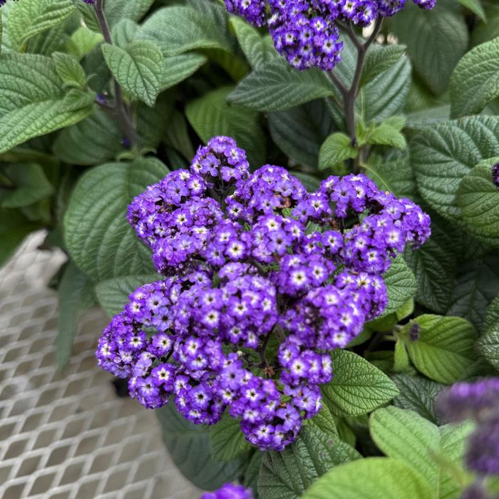 Fragrant Delight - Heliotrope