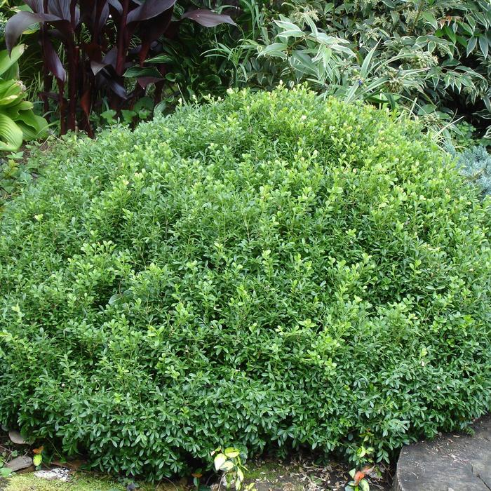 'NewGen Freedom&reg;' - Buxus (Boxwood)