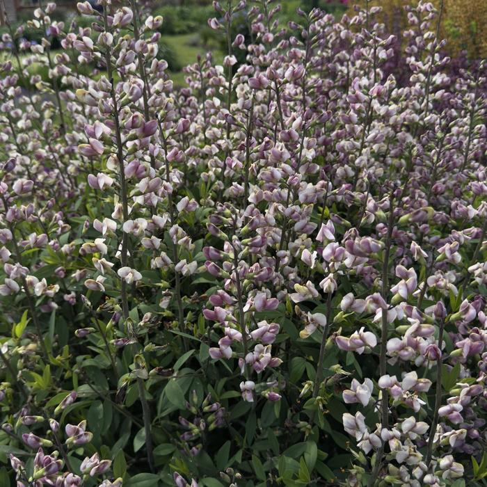 Blue False Indigo - Baptisia 'Plum Rosy' 