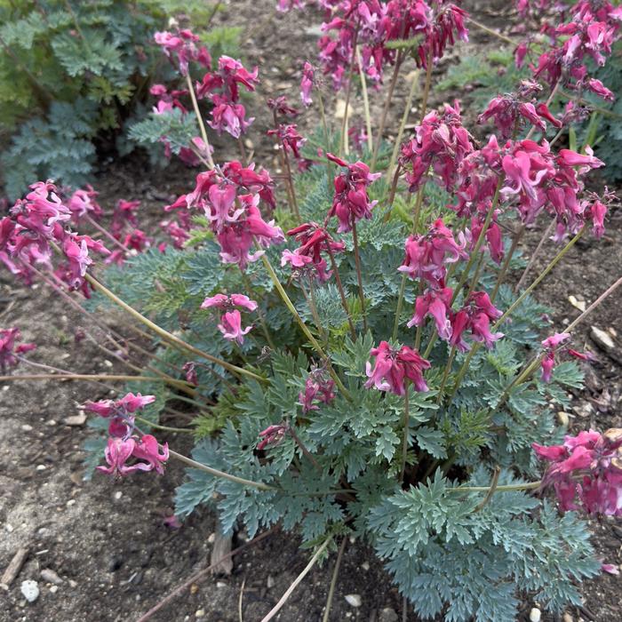 Bleeding Heart - Dicentra 'Passion Hearts'