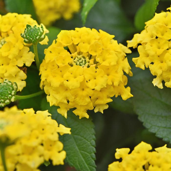 Shamrock&trade; Yellow - Lantana