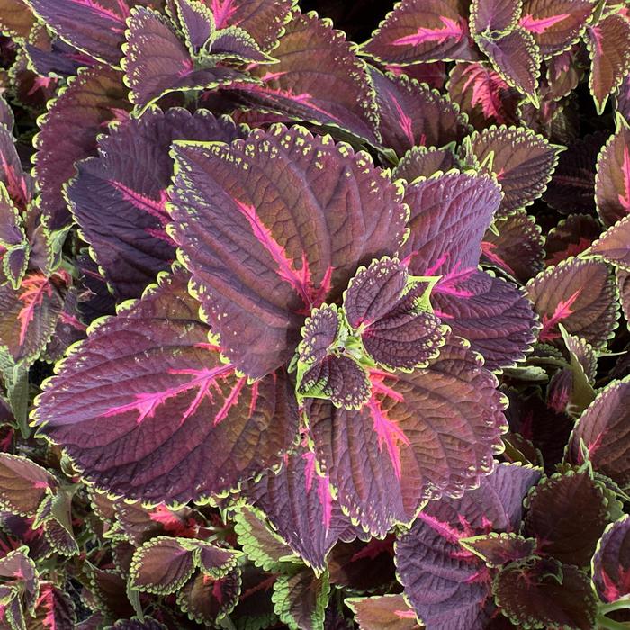 Main Street Franklin Street - Coleus Main Street Franklin Street - Coleus