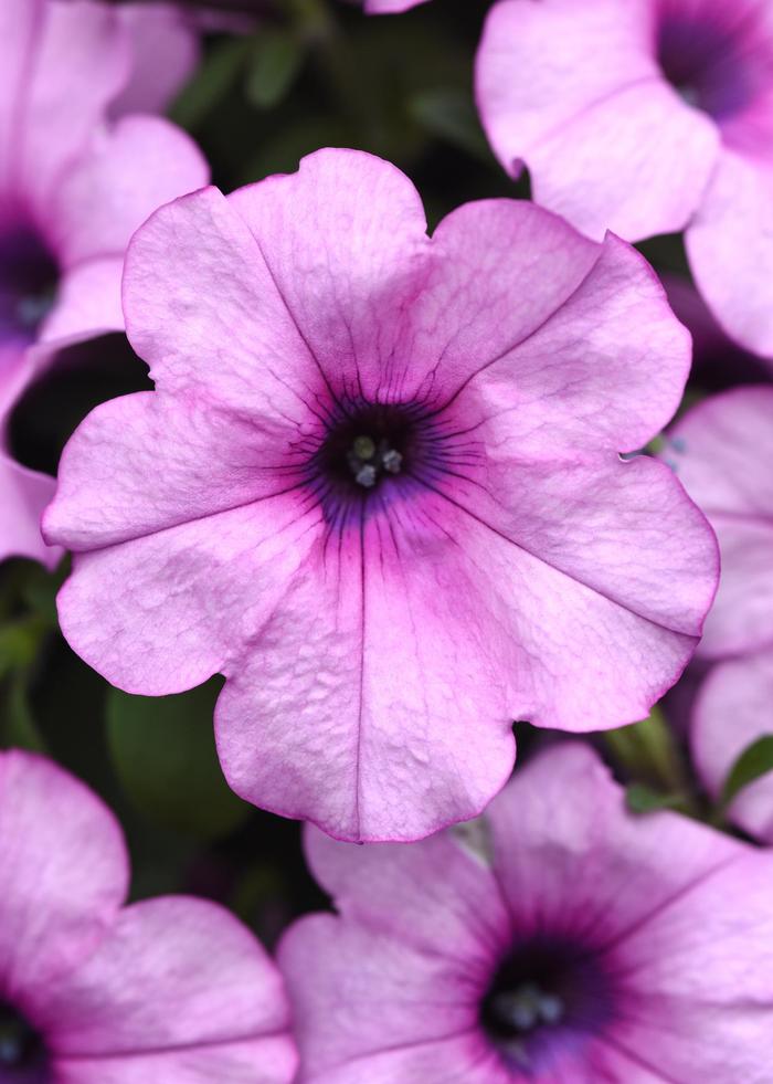 Headliner&trade; Crystal Pink - Petunia