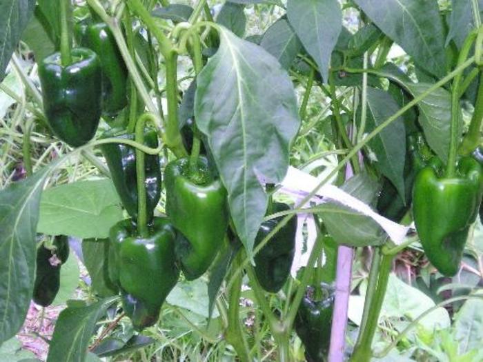 Pepper, Hot - Capsicum annuum 'Ancho Poblano' 